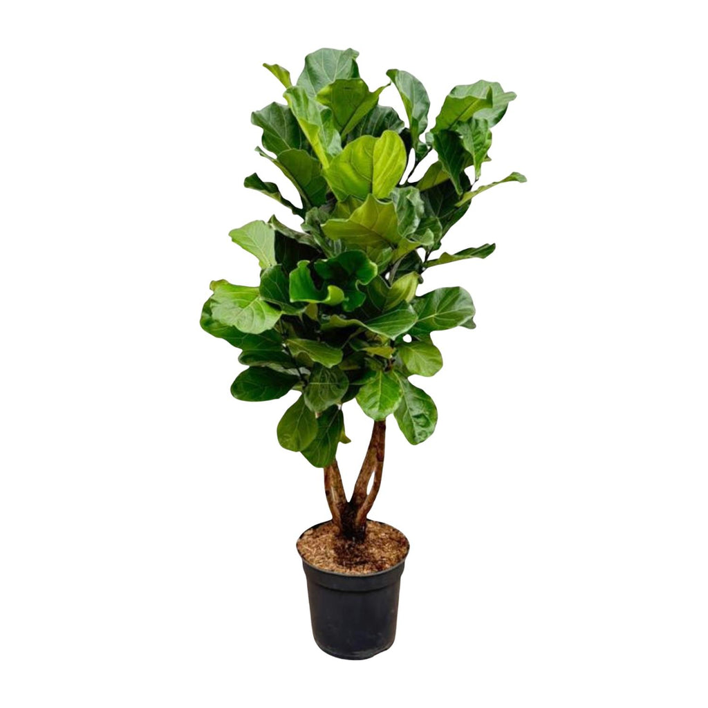 Ficus Lyrata vertakt XL - 170cm - ø34