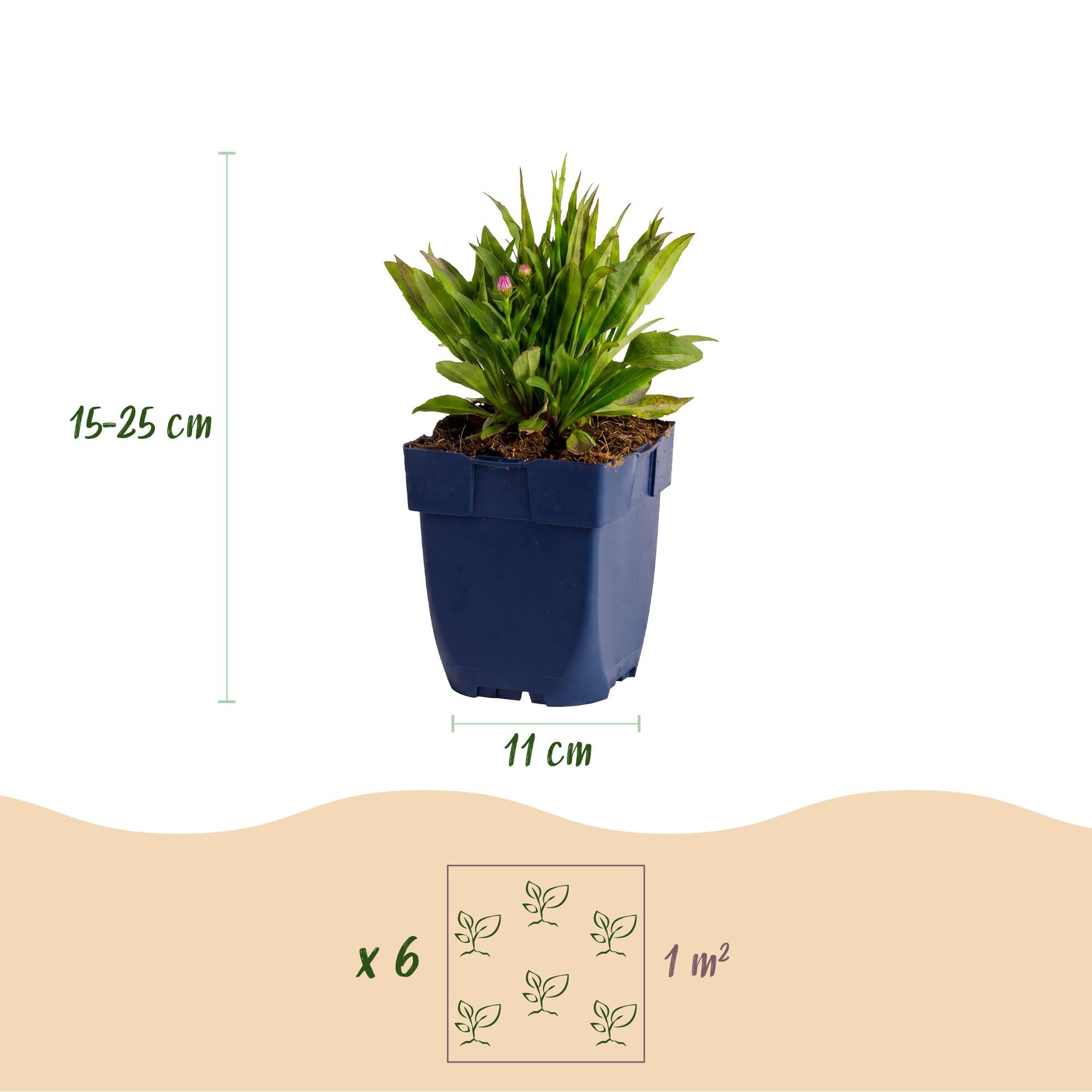 Vasteplant - Aster Wood's Pink - Pluimspirea - Bijen en Vlinderlokkers - Roze - 3 Planten - Pot 11cm - Hoogte 15-25cm