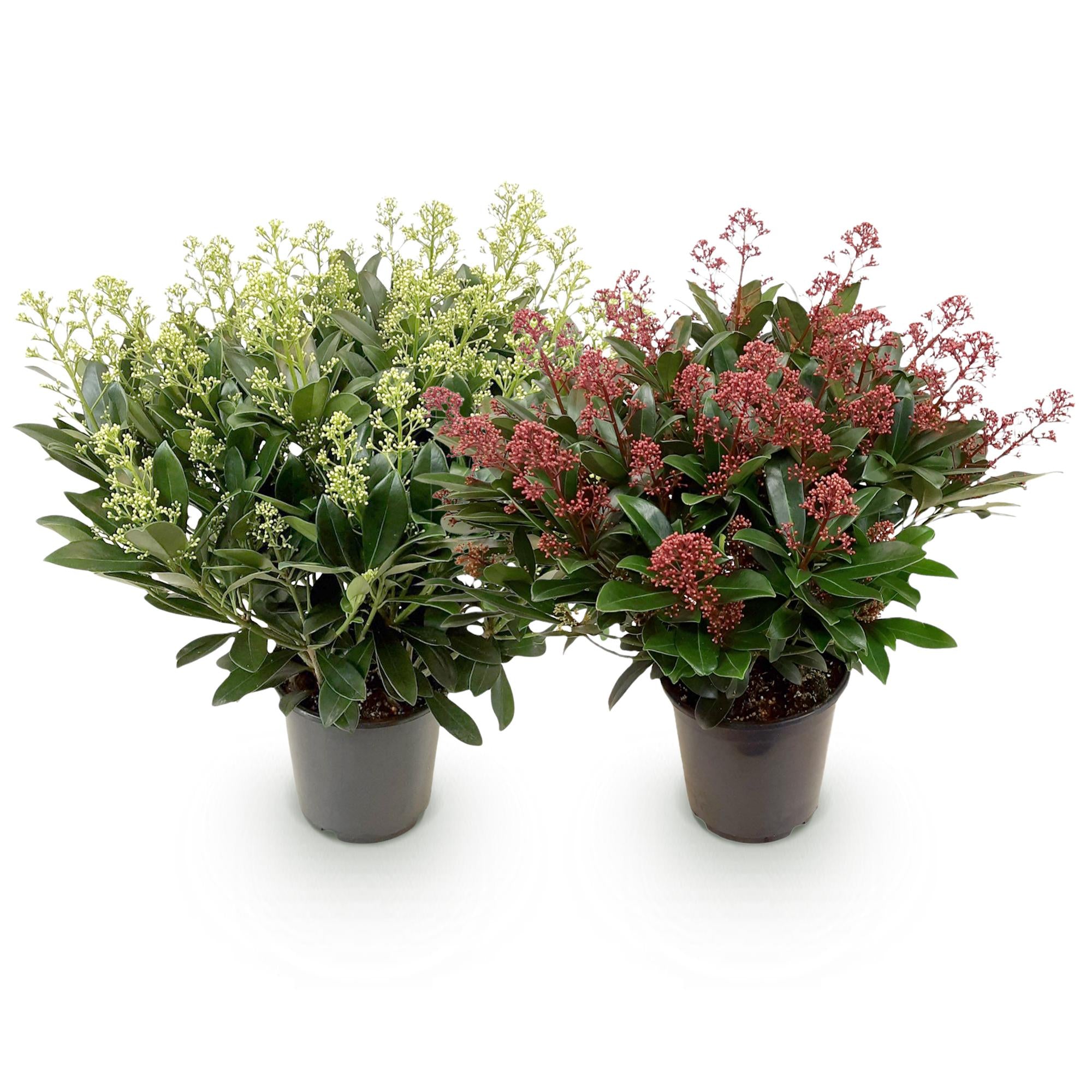Terrasplant - Skimmia japonica Duo - Bloem Wit & Rood - 40+ Bloemen - 2 Planten - Winterhard - Pot 19cm Hoogte 60cm