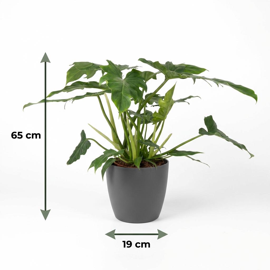 Kamerplant - Philodendron - Philodendron Lacerum - Groen - Weinig onderhoud - 1 Plant - met Potter Grijs - Pot 19cm - Hoogte 65cm