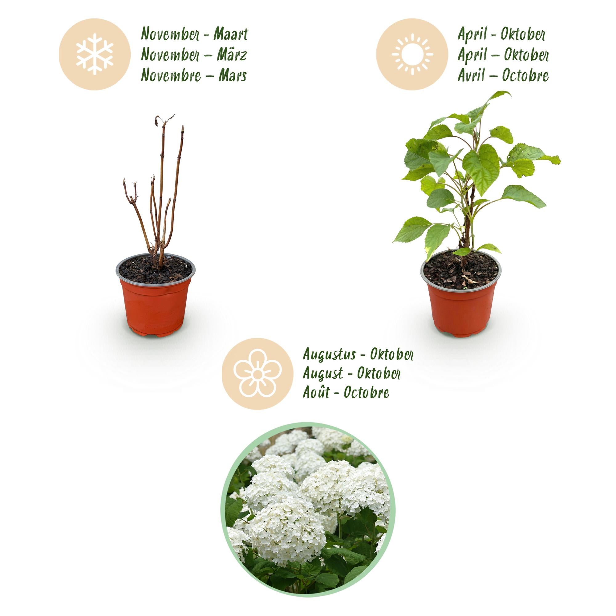 Tuinplant - Hydrangea arborescens Annabelle - Hortensia - Winterhard - Wit - 1 Plant - Pot 12cm - Hoogte Hoogte 20-30cm