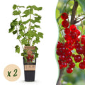 Fruitplant - Ribes rubrum Jonkheer van Tets - Bessenplant - Winterhard - Rode Bes - 2 Planten - Pot 15cm - Hoogte 50cm