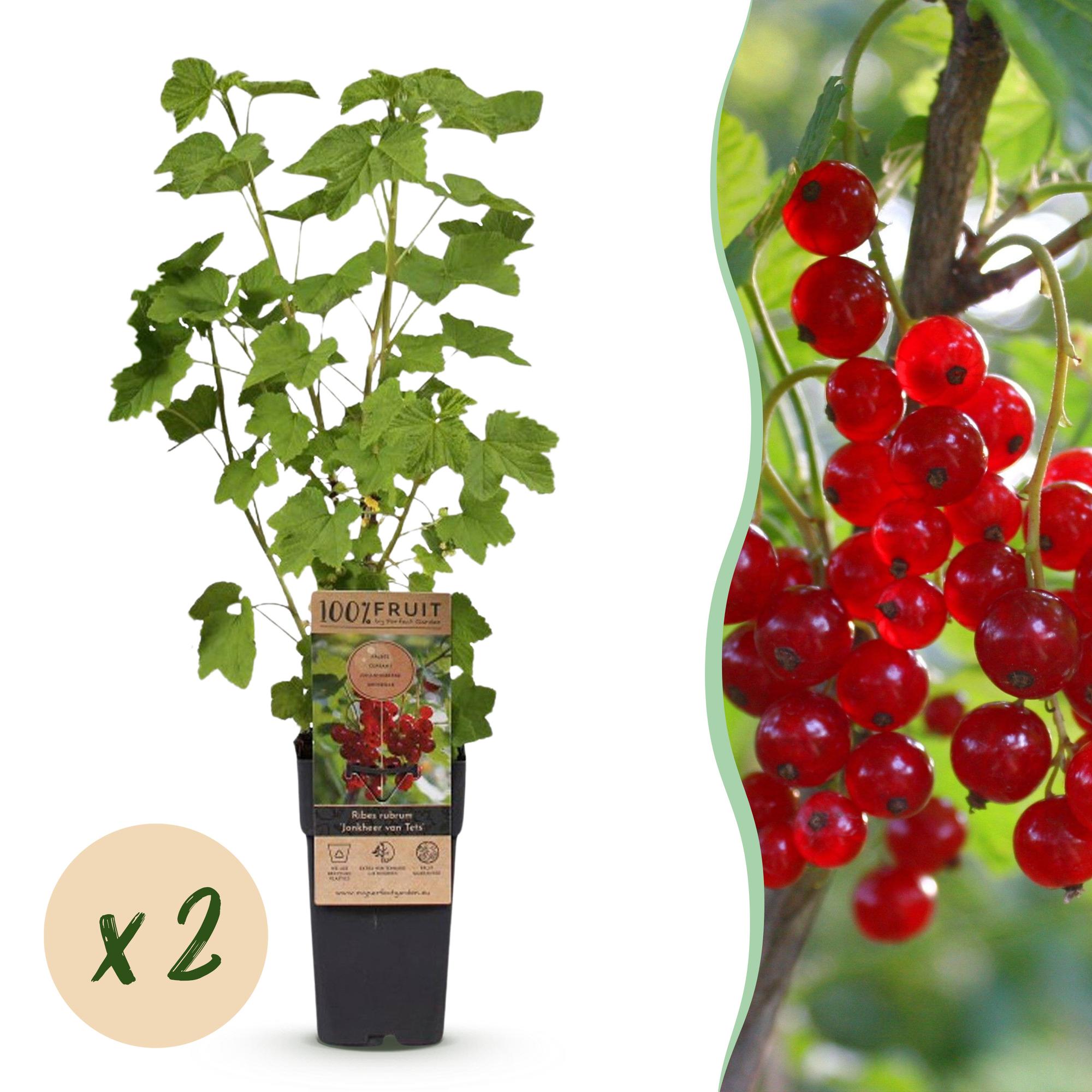 Fruitplant - Ribes rubrum Jonkheer van Tets - Bessenplant - Winterhard - Rode Bes - 2 Planten - Pot 15cm - Hoogte 50cm