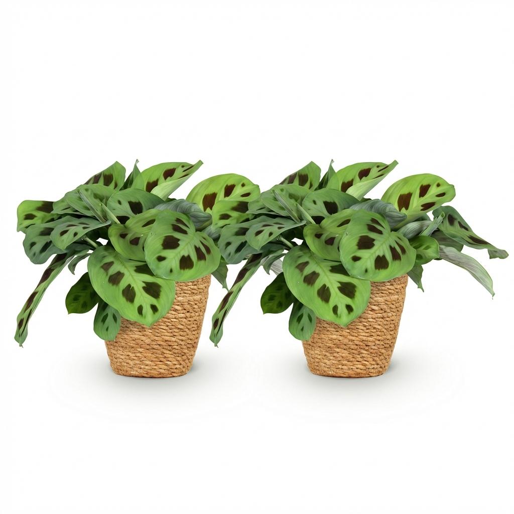 Kamerplant - Maranta Fascinator Kerchoveana - Zebraplant - Huisdiervriendelijke Plant - Groen - 2 Planten - met Mand - Pot 12cm - Hoogte 25cm