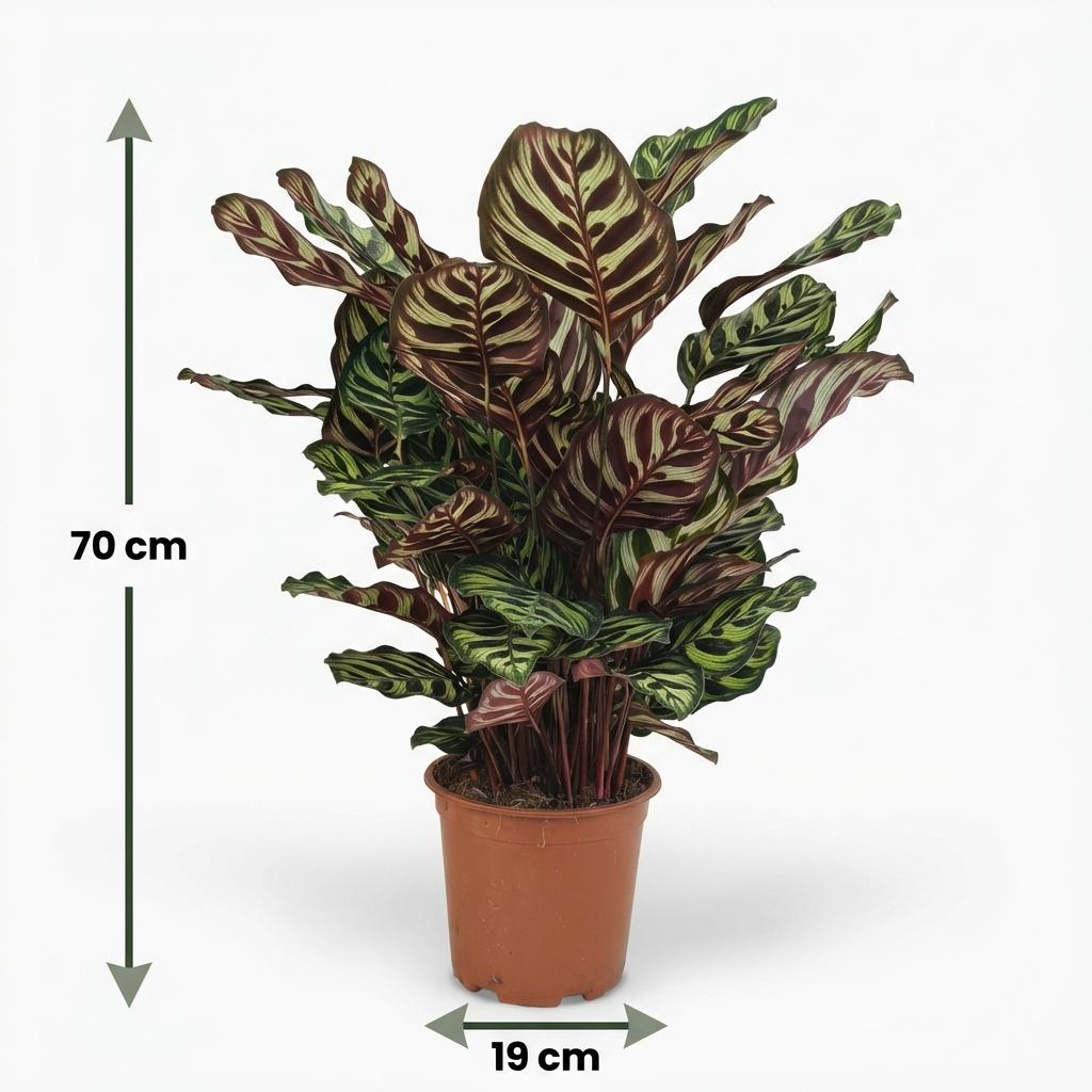 Kamerplant - Pauwenplant - Calathea Makoyana - Groen - Weinig onderhoud - 1 Plant - Pot 19cm - Hoogte 70cm