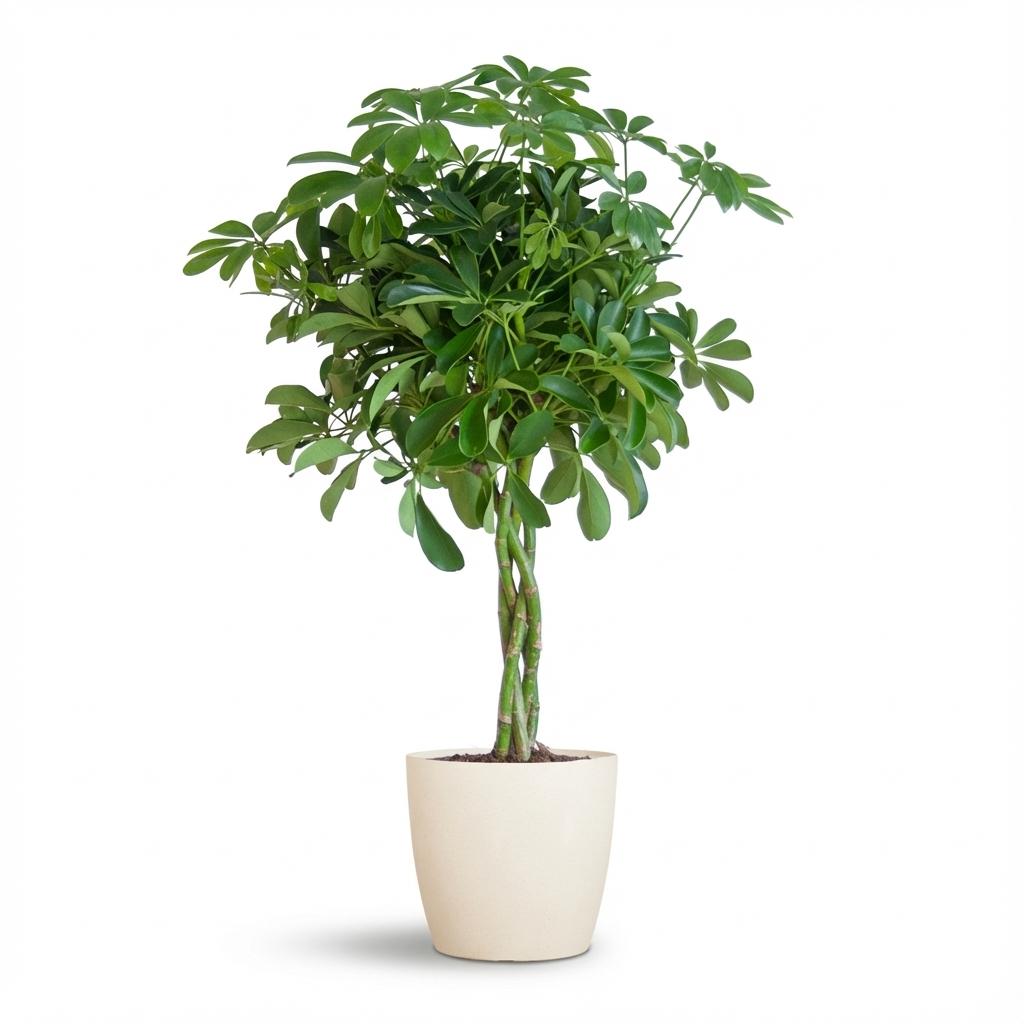 Schefflera Arab Nora met Potter wit  - 70cm - Ø21