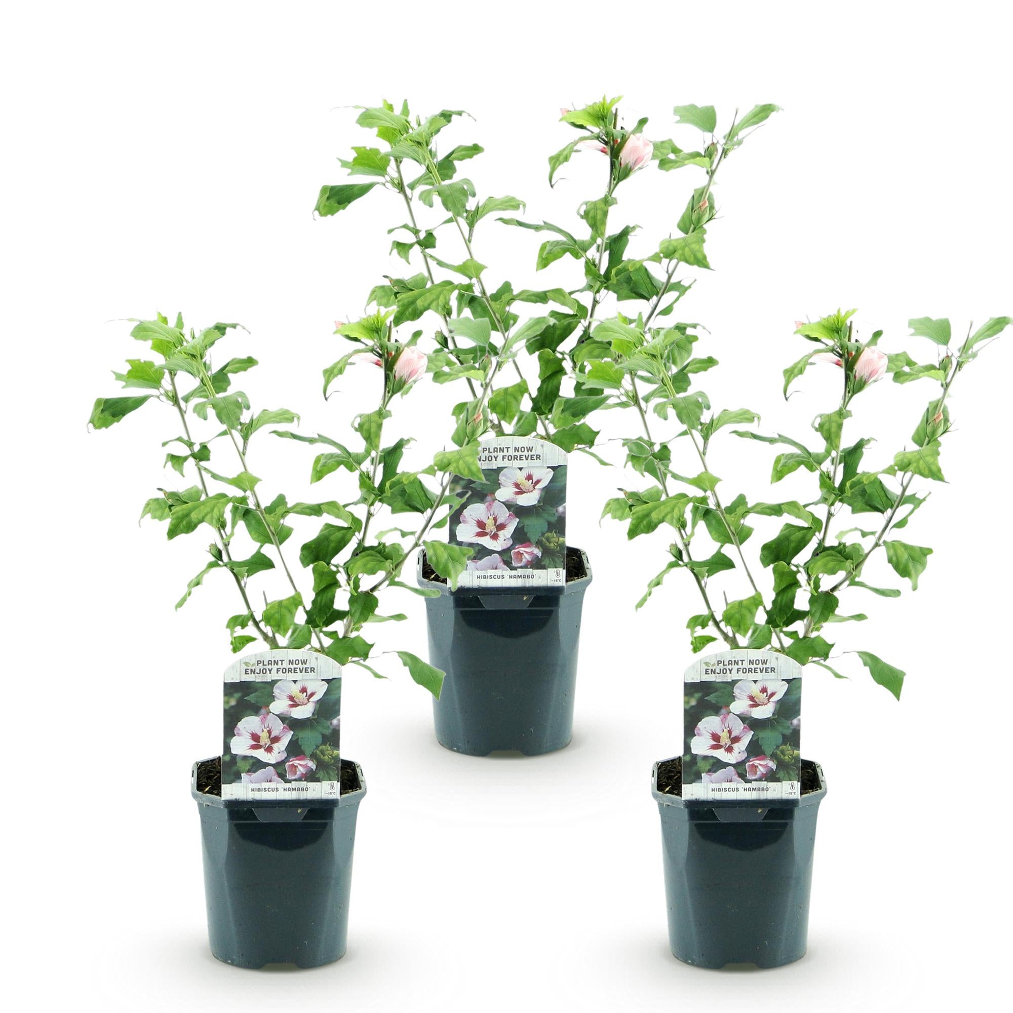 Tuinplant - Hibiscus syriacus Hamabo - Tuin Hibiscus - Winterhard - Wit - Roze - 3 Planten - Pot 17cm - Hoogte 45cm