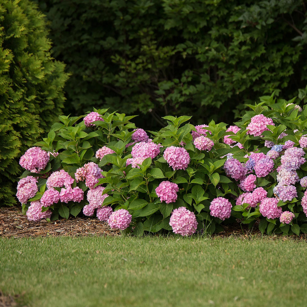 Tuinplant - Hydrangea Endles Summer The Original Pink - Hortensia - Winterhard - Roze - 8 Planten - Pot 14cm -Hoogte 20-25cm