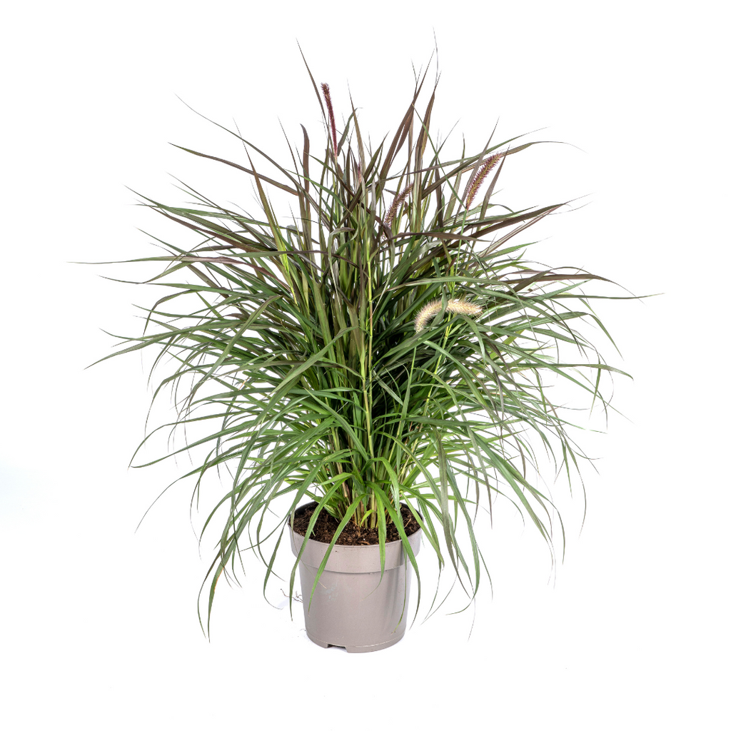 Pennisetum x Advena Chelsea Ø27cm - ↕70 - 80cm