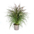 Pennisetum x Advena Chelsea Ø27cm - ↕70 - 80cm