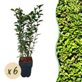 Haagplanten - Ligustrum ovalifolium -  blad groen - 6 planten - 1 strekkende meter - groenblijvend - pot 17cm hoogte 55cm