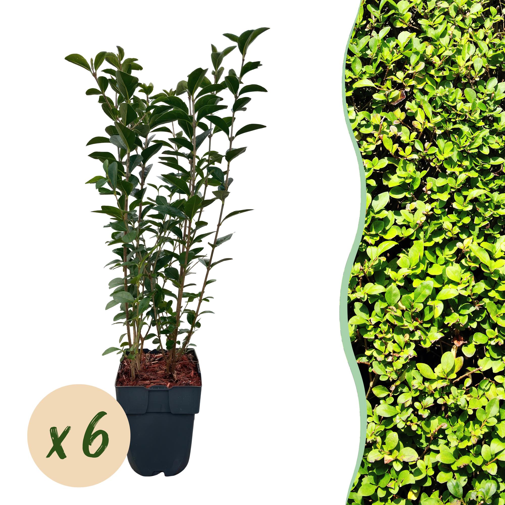 Haagplanten - Ligustrum ovalifolium -  blad groen - 6 planten - 1 strekkende meter - groenblijvend - pot 17cm hoogte 55cm