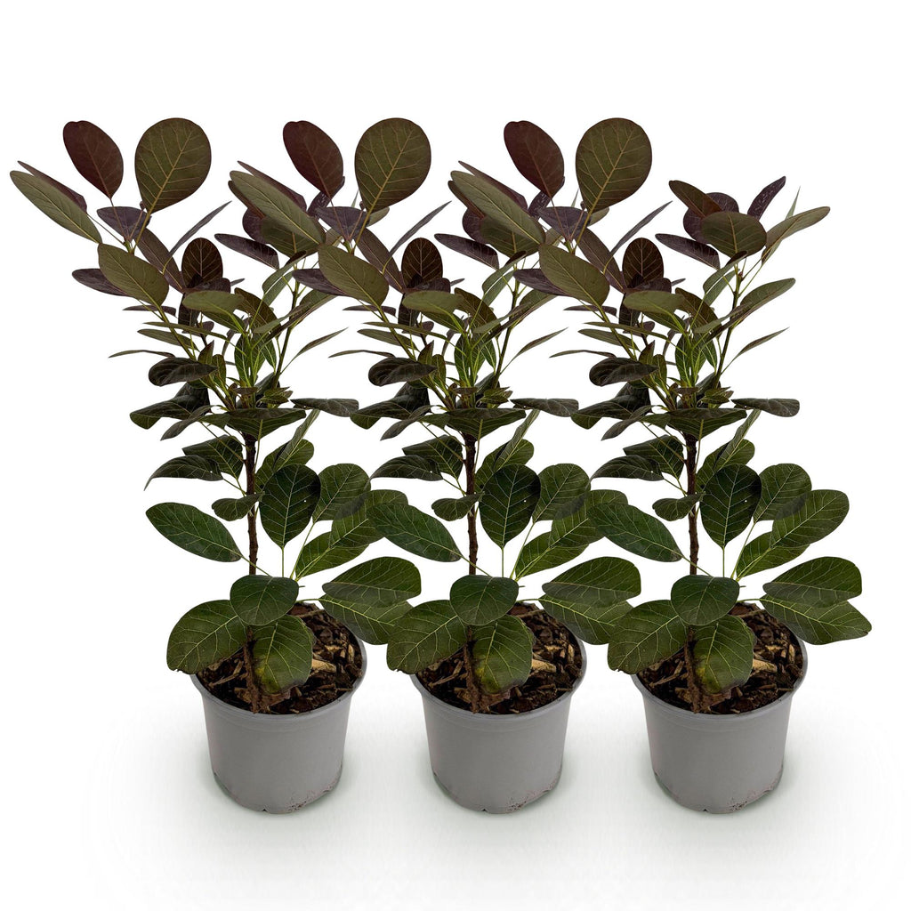 Tuinplant - Cotinus coggyria Royal Purple - Paars - 3 Planten - Bladverliezend - Weinig Onderhoud - Pot 12cm Hoogte 35cm