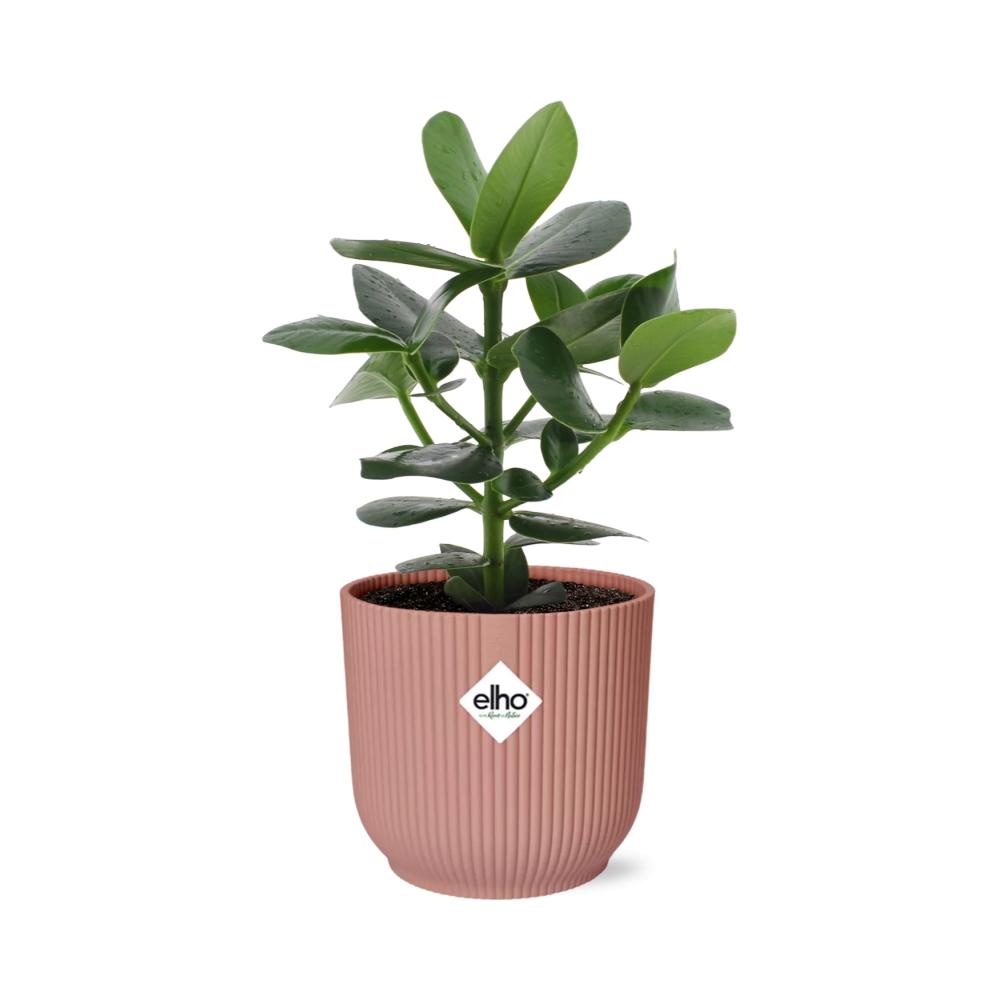 Clusia Princess in ELHO Vibes Fold 14cm roze