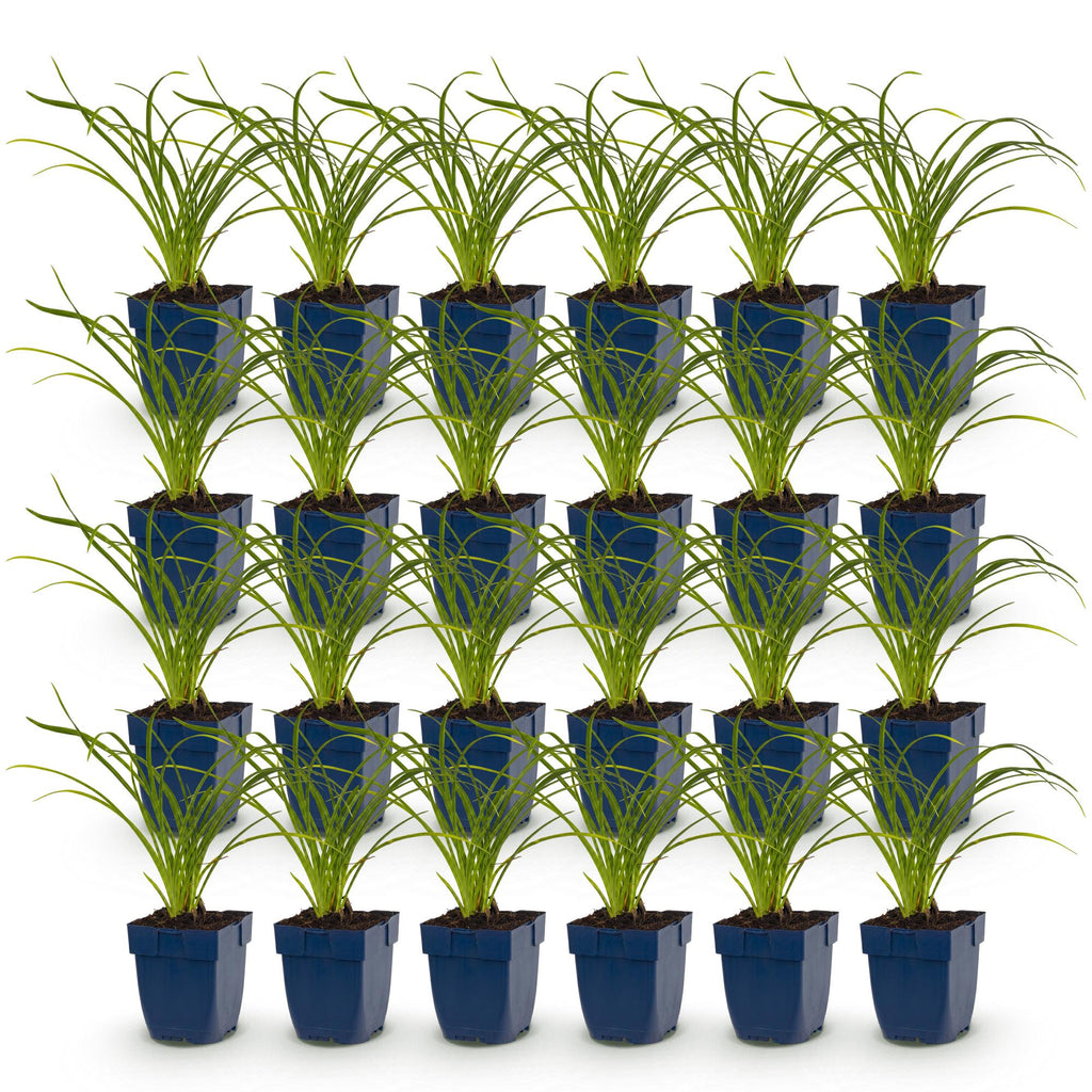Vasteplant - Hemerocallis Stella d'Oro - Daglelie - Bijen en Vlinderlokkers - Geel - 24 Planten - Pot 11cm - Hoogte 15-25cm