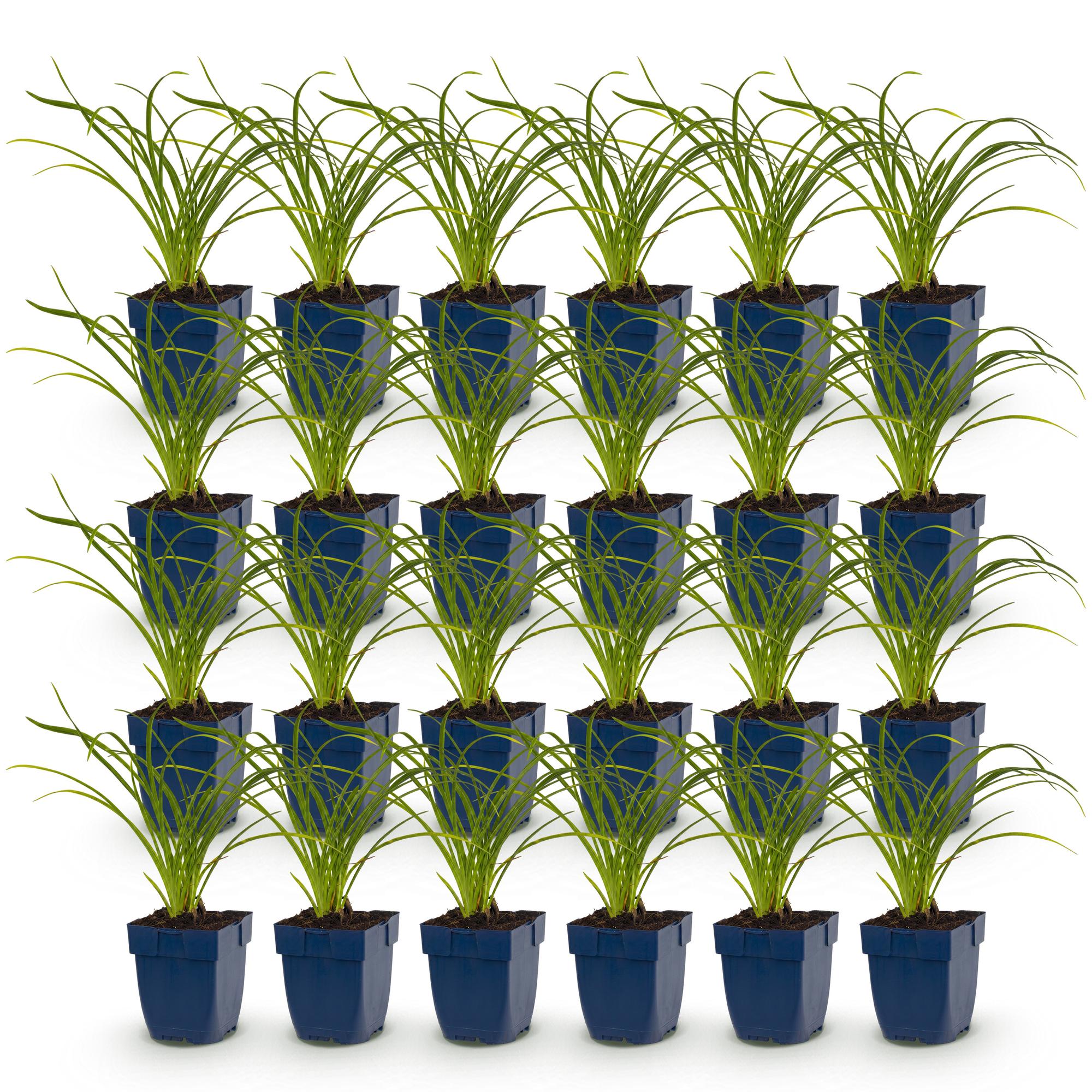 Vasteplant - Hemerocallis Stella d'Oro - Daglelie - Bijen en Vlinderlokkers - Geel - 24 Planten - Pot 11cm - Hoogte 15-25cm