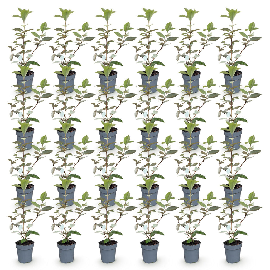 24x Eleagnus ebbingei Compacta - Olijfwilg - Haagplanten - Groenblijvend - Grijs - Pot 9cm - Hoogte 25-35cm