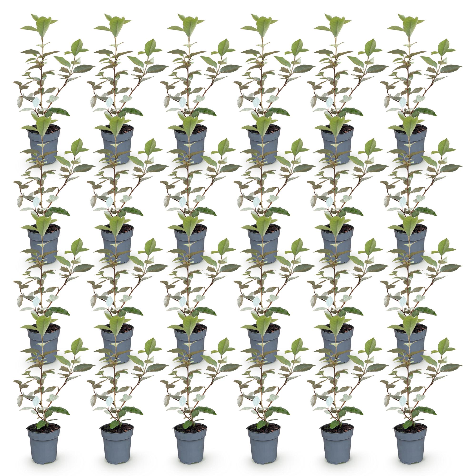 24x Eleagnus ebbingei Compacta - Olijfwilg - Haagplanten - Groenblijvend - Grijs - Pot 9cm - Hoogte 25-35cm