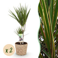 Green is... Kamerplanten - Dracaena Marginata - Drakenbloedboom - Weinig onderhoud - met mand - Groen - 2 Planten - Pot 17cm - Hoogte 70-80cm