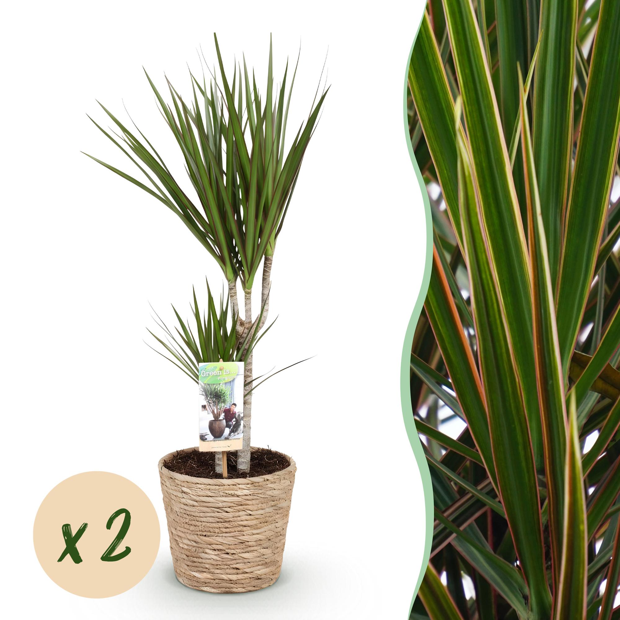 Green is... Kamerplanten - Dracaena Marginata - Drakenbloedboom - Weinig onderhoud - met mand - Groen - 2 Planten - Pot 17cm - Hoogte 70-80cm