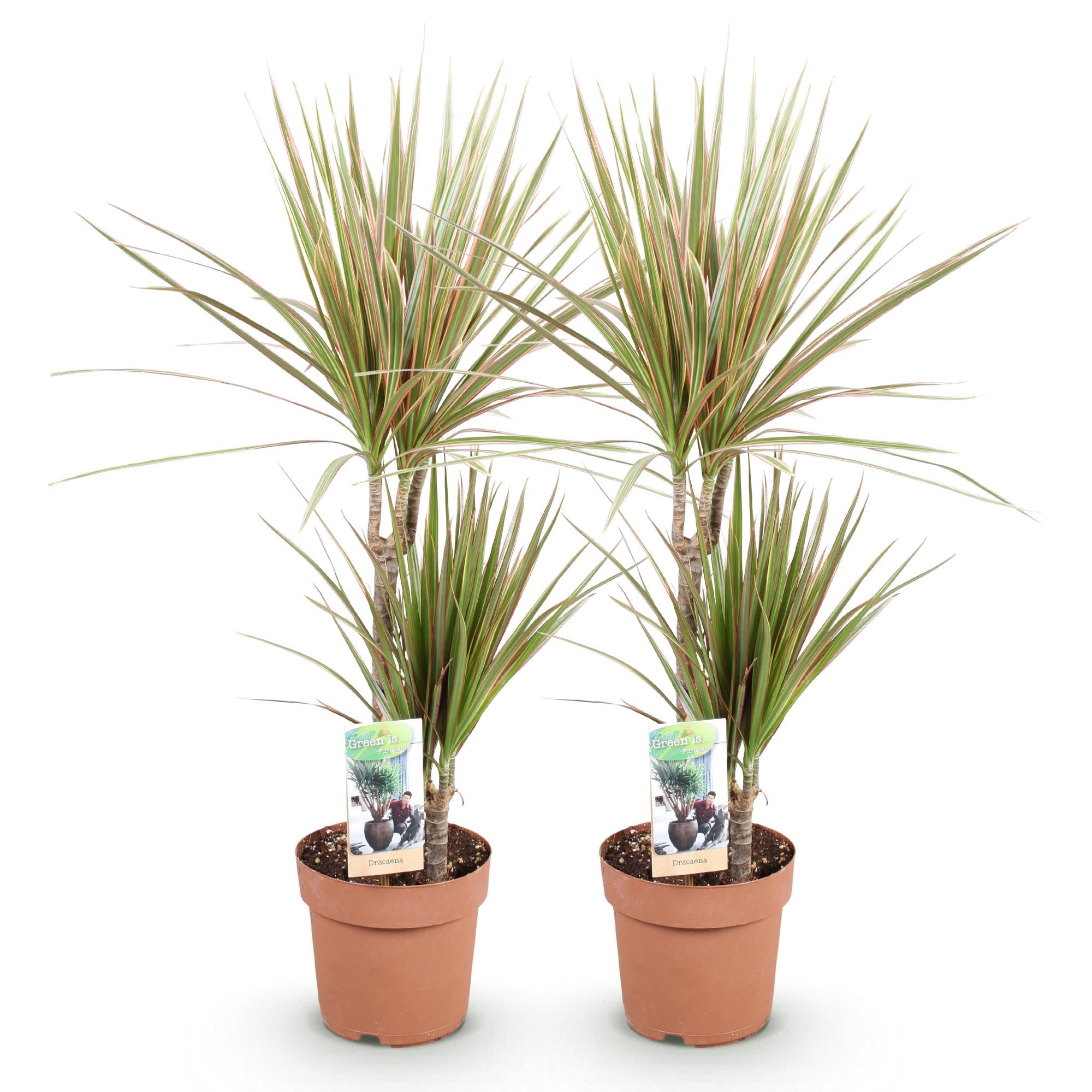 Green is... Kamerplanten - Dracaena Marginata Bicolor - Drakenbloedboom - Weinig onderhoud - Groen - 2 Planten - Pot 17cm - Hoogte 70-75cm