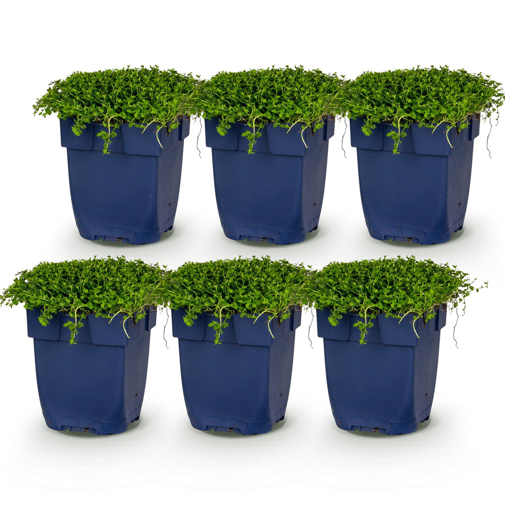 Vasteplant - Isotoma fluviatilis - Sterrenbloem - Rotsplanten - Licht Blauw - 6 Planten - Pot 11cm - Hoogte 15-25cm