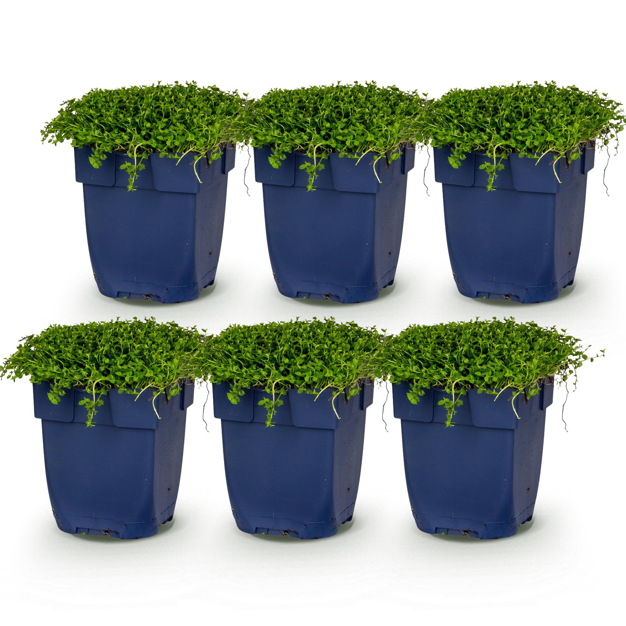 Vasteplant - Isotoma fluviatilis - Sterrenbloem - Rotsplanten - Licht Blauw - 6 Planten - Pot 11cm - Hoogte 15-25cm