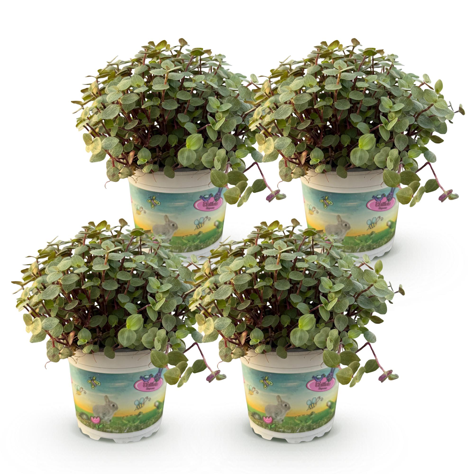 Kamerplant - Calissia repens - Kattengras - Huisdiervriendelijk - Groen - 4 Planten - Pot 12cm - Hoogte 17-20cm