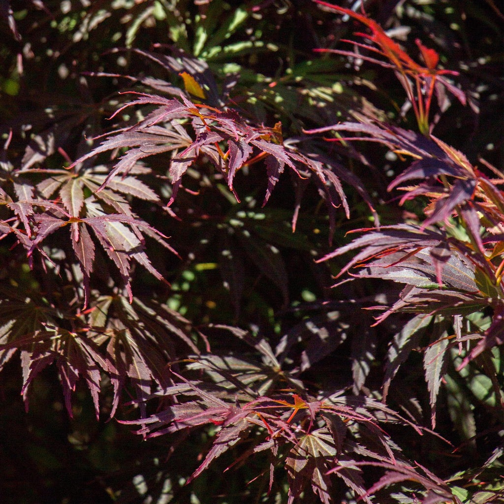 Terrasplant - Japanse Esdoorn - Acer palmatum Trompenburg -Donker Paars - 1 Plant - Bladverliezend - Pot 19cm Hoogte 70cm