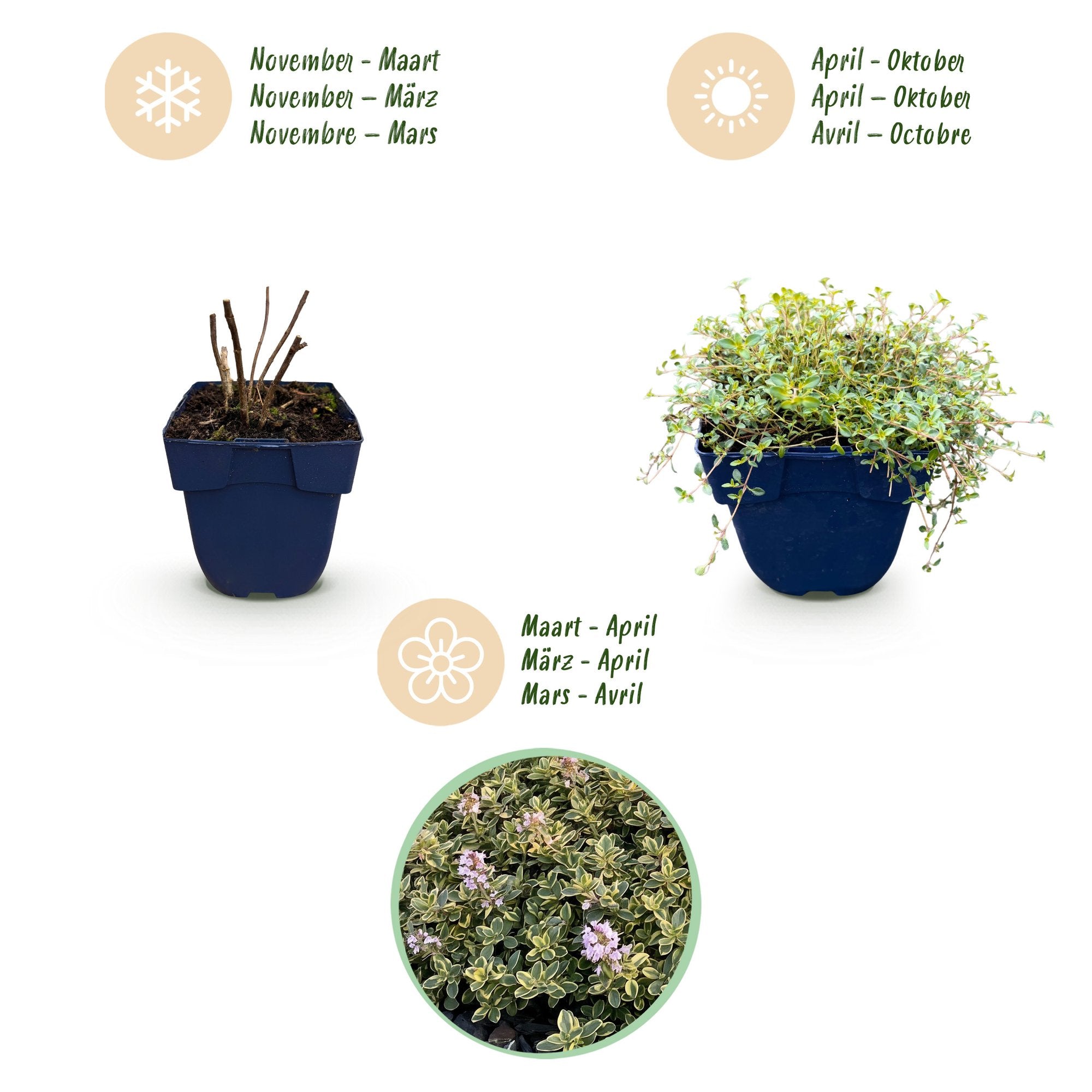 Vasteplant - Thymus citr. Sambesi - Citroentijm - Geurend - Geel - 24 Planten - Pot 11cm - Hoogte 15-25cm