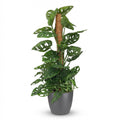 Kamerplant - Monkey Mask - Monstera Andansonii Mosstok - Groen - Weinig onderhoud - 1 Plant - met Potter Grijs - Pot 19cm - Hoogte 90cm