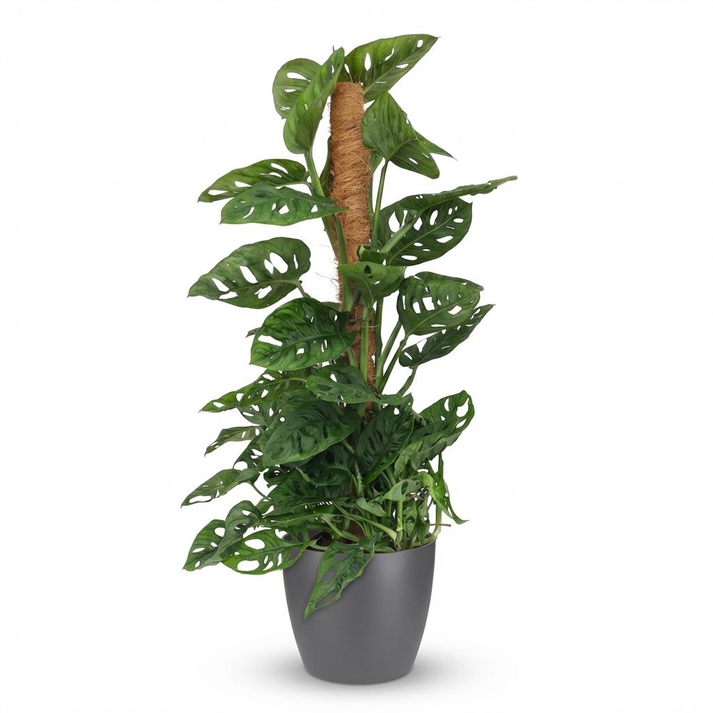 Kamerplant - Monkey Mask - Monstera Andansonii Mosstok - Groen - Weinig onderhoud - 1 Plant - met Potter Grijs - Pot 19cm - Hoogte 90cm
