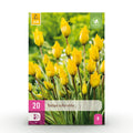 Bloembollen - Tulp Sylvestris - Kleur Geel - 20 stuks - Bolmaat 5/6 - XXL Pack