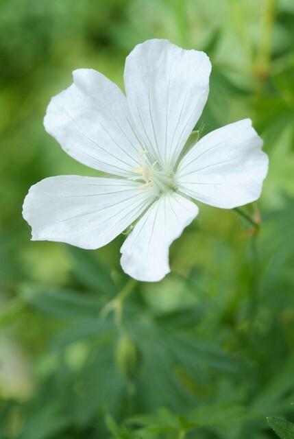 24x Geranium sang. 'Album' - ↕10-25cm - Ø9cm