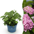 Tuinplant - Hydrangea Endles Summer The Original Pink - Hortensia - Winterhard - Roze - 1 Plant - Pot 14cm - Hoogte 20-25cm