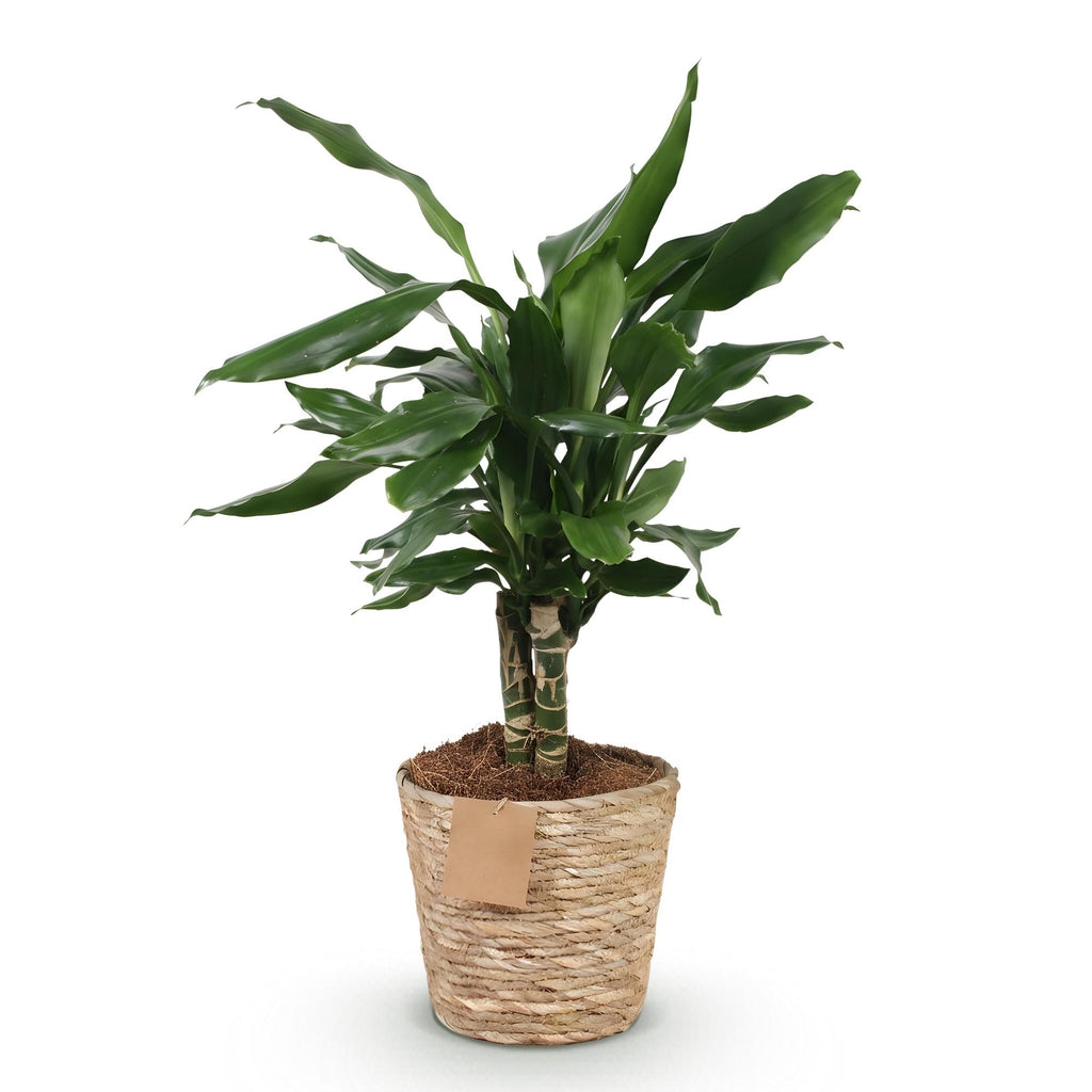 Green is... Kamerplanten - Dracaena fragrans Steudneri - Drakenbloedboom - Weinig onderhoud - met mand - Groen - 1 Plant - Pot 17cm - Hoogte 50-55cm