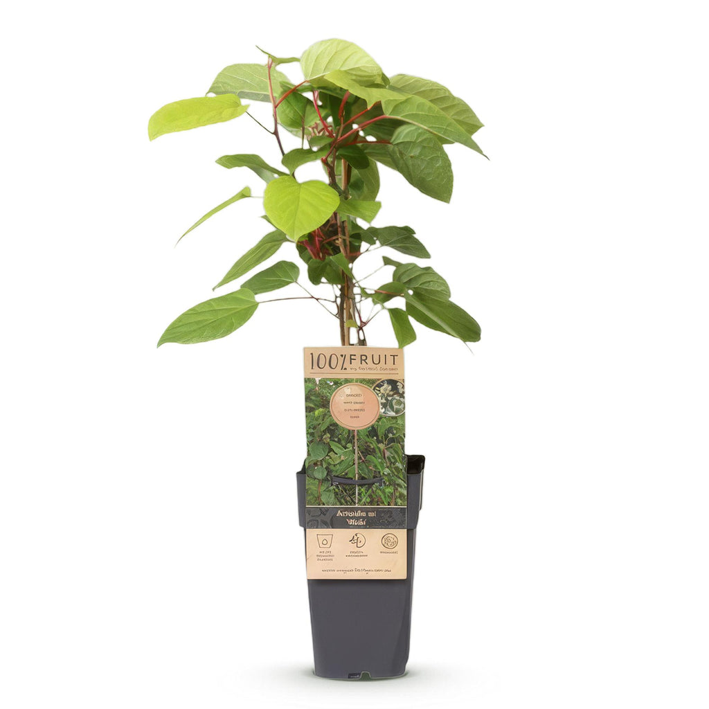 Fruitplant - Actinidia arguta Weiki - Kiwiplant - Mannelijk - Rode - Paarse Vruchtjes - 1 Plant - Pot 15cm - Hoogte 50cm