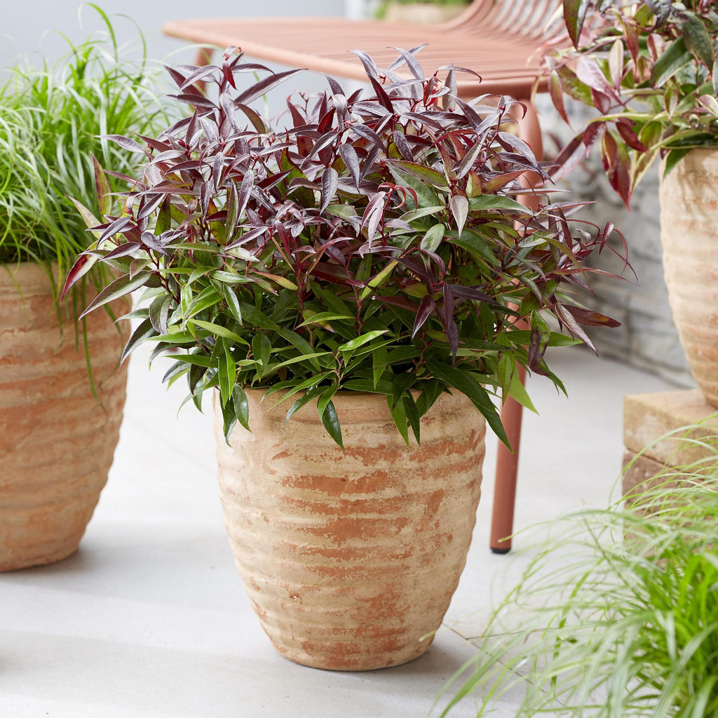 Tuinplant - Leucothoe Burning Love - Rood - 1 Plant -  Groenblijvend - Weinig Onderhoud - Pot 17cm Hoogte 45cm
