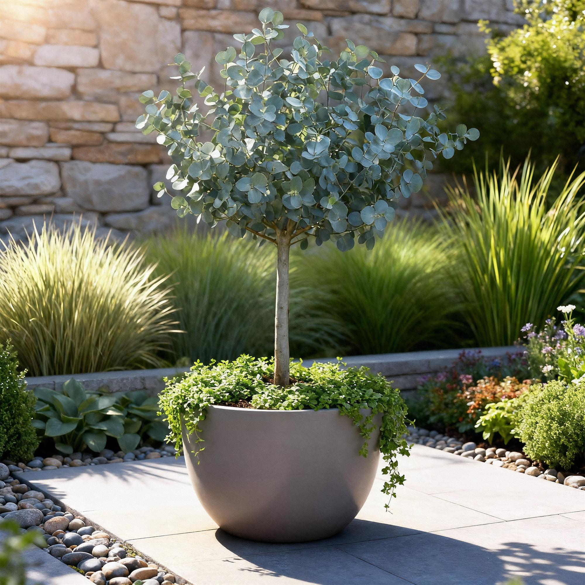 Plant op Stam- Eucalyptus gunni Azure - Terras Plant - Bladhoudend - Winterhard- Grijs Blad - Pot 19cm Hoogte 70 - 90cm