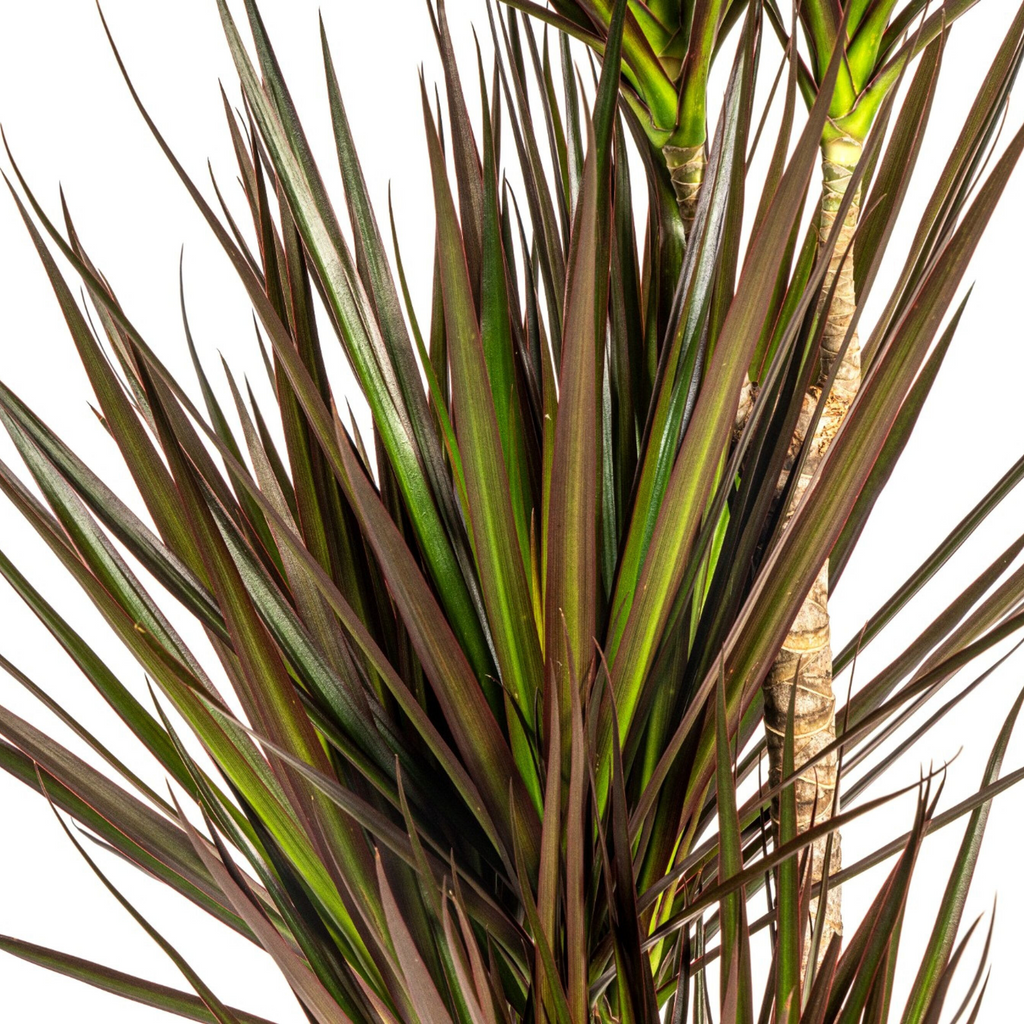 Dracaena Marginata Magenta met mand Ø21cm - ↕110 - 130cm