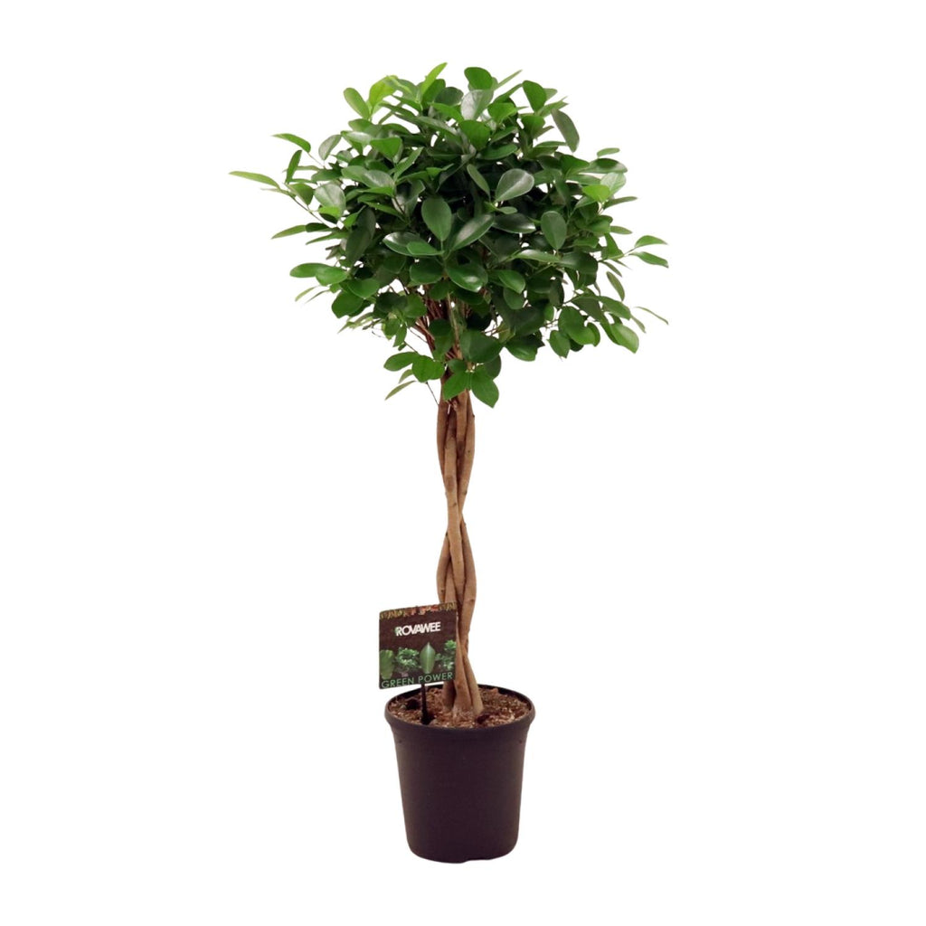 Ficus Micr. Moclame - Ø23cm - ↕100- 110cm