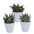 Gasteria/Haworthia mix 8,5cm - 3x - in witte pot