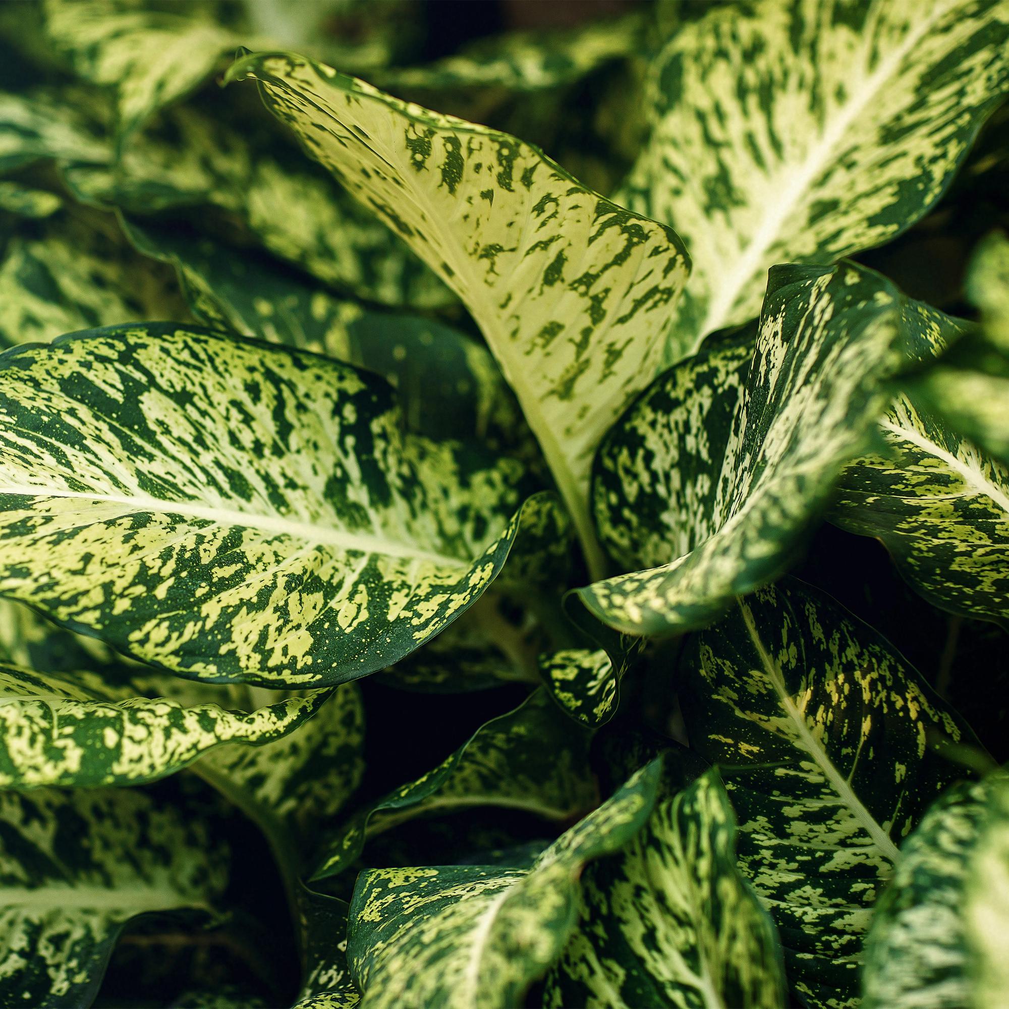 Green is... Kamerplanten - Diefenbachia Compacta - Dieffenbachia - Weinig onderhoud - Groen - 2 Planten - Pot 17cm - Hoogte 45-50cm