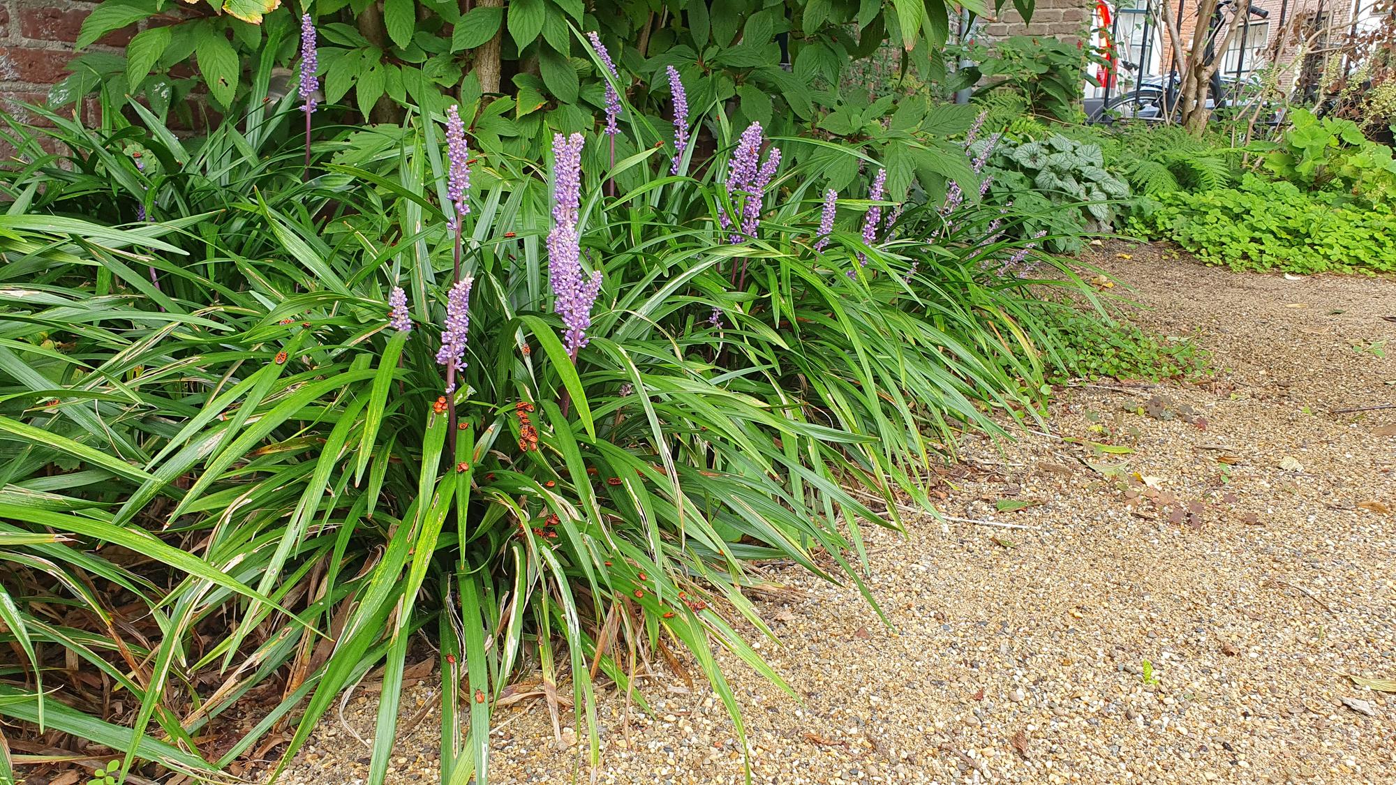 48x Liriope muscari 'Ingwersen' - ↕10-25cm - Ø9cm