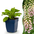 Vasteplant - Digitalis purp. Gloxiniiflora - Vingerhoedskruid - Schaduw - Wit-Roze - 12 Planten - Pot 11cm - Hoogte 15-25cm