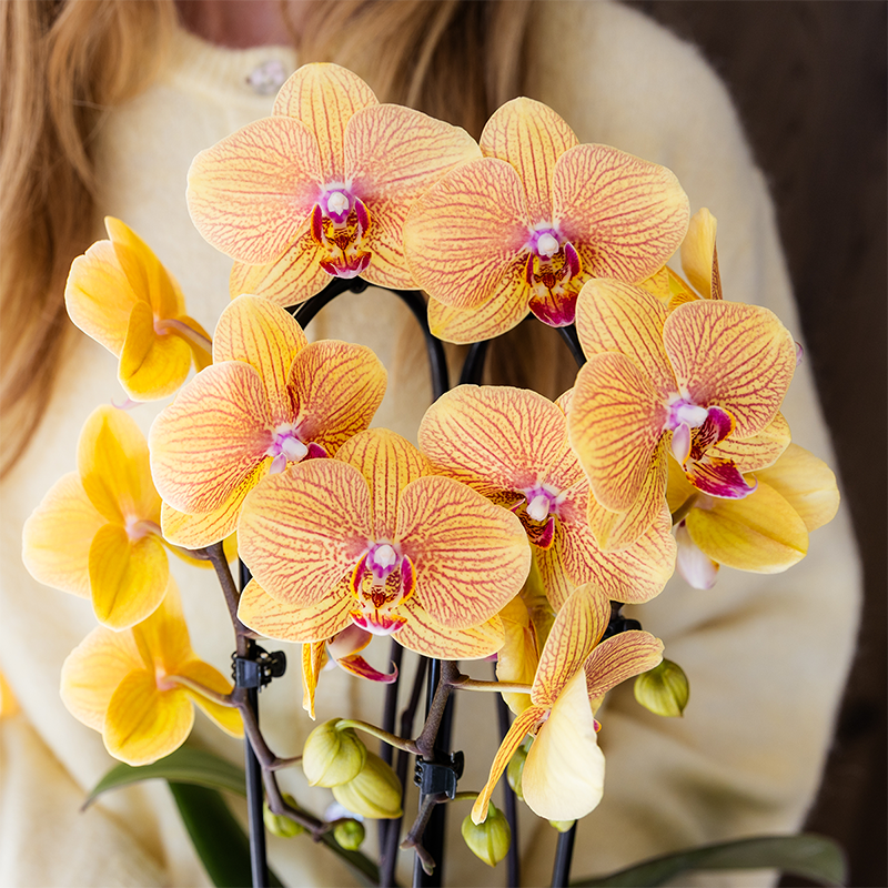 Kolibri Orchids | Niagara Falls orchidee Sunny Bunny met Poppy sierpot peach – potmaat Ø12 cm – vers van de kweker
