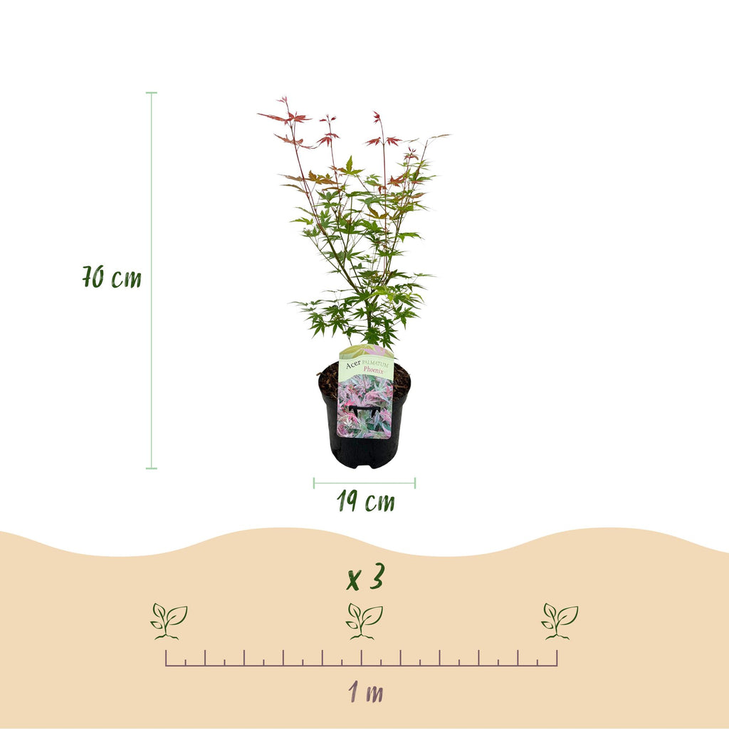 Terrasplant - Japanse Esdoorn - Acer palmatum Phoenix - Roze - 2 Planten - Bladverliezend - Pot 19cm Hoogte 70cm