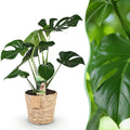 Green is... Kamerplanten - Monstera Deliciosa - Gatenplant - Weinig onderhoud - met mand - Groen - 1 Plant - Pot 17cm - Hoogte 50-55cm