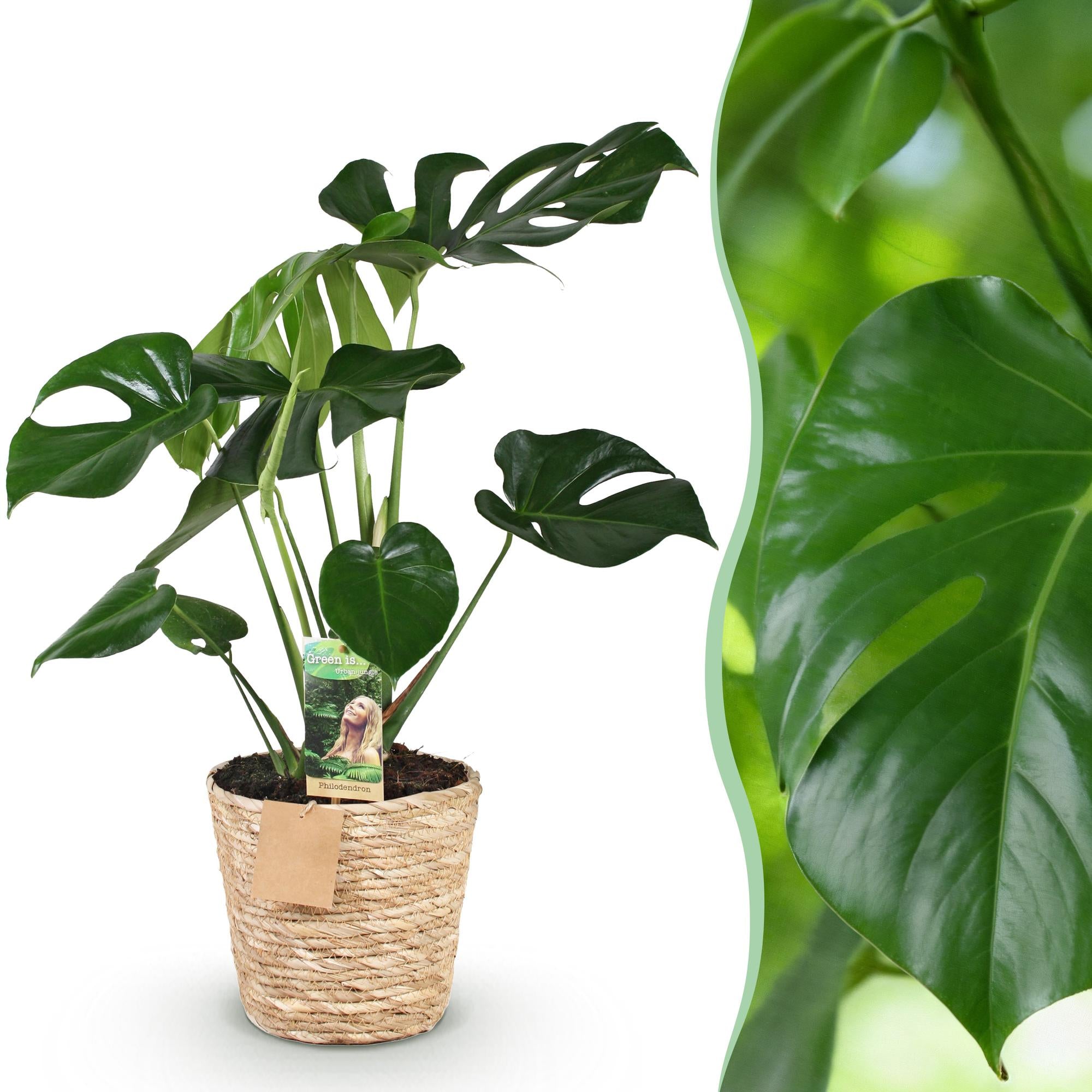Green is... Kamerplanten - Monstera Deliciosa - Gatenplant - Weinig onderhoud - met mand - Groen - 1 Plant - Pot 17cm - Hoogte 50-55cm