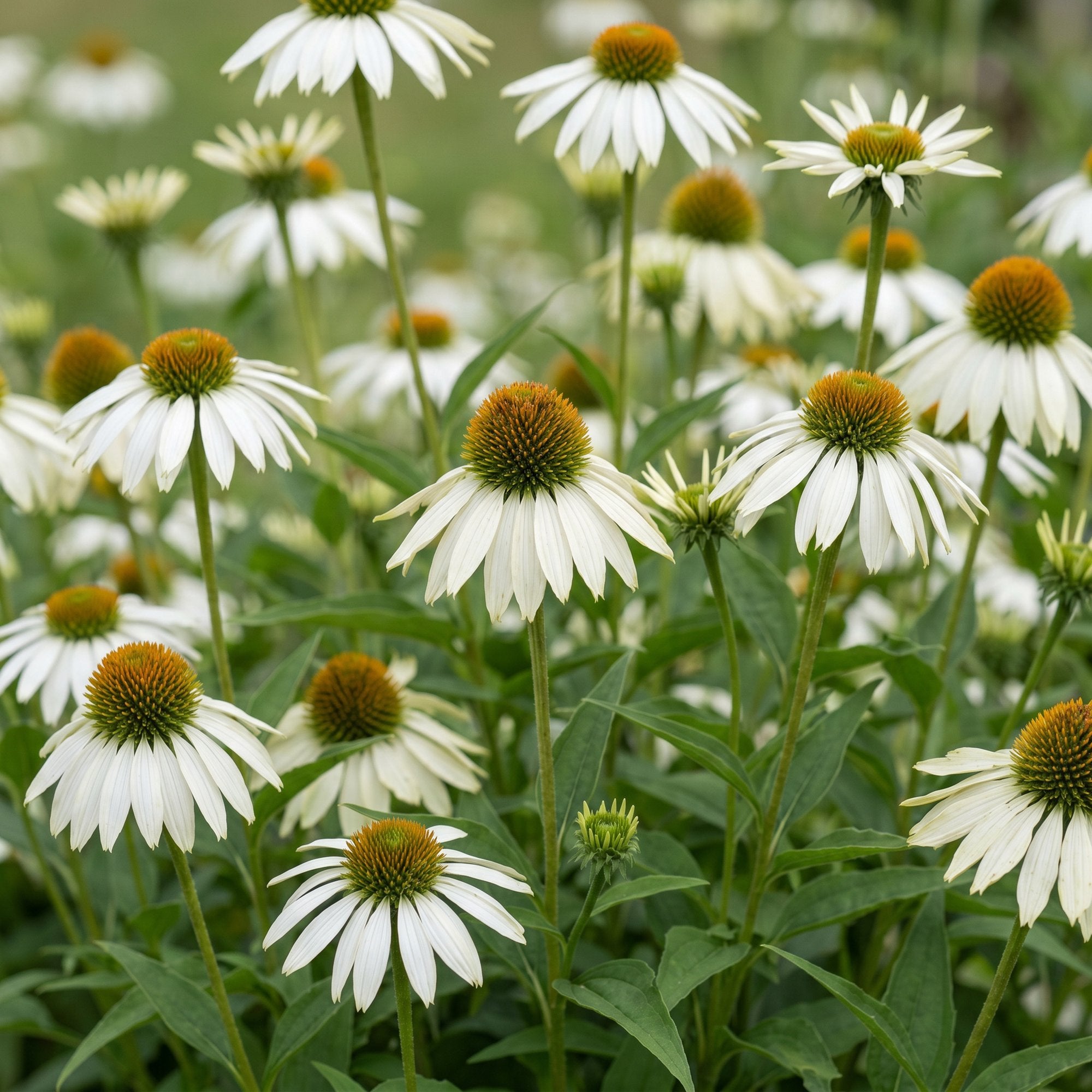 Vasteplant - Echinacea purp. Alba - Zonnehoed - Bijen- en vlinderlokkers - Wit - 12 Planten - Pot 11cm - Hoogte 15-25cm